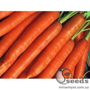 Морковь Бриллианс F1 (1.6-1.8мм) 100 000 семян. (Nunhems) Морковь Бриллианс F1 (1.6-1.8мм) 100 000 семян. (Nunhems)