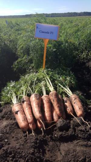 Морковь Канада F1 (2-2,2мм) 25 000 семян. (Bejo) Морковь Канада F1 (2-2,2мм) 25 000 семян. (Bejo)