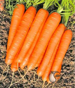 Морковь Романс (1,6-1,8мм) F1 100 000 семян. (Nunhems) Морковь Романс (1,6-1,8мм) F1 100 000 семян. (Nunhems)