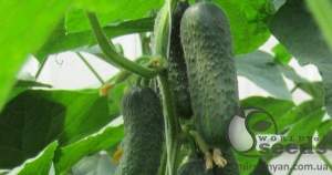 Огурец Бетина F1 500 семян. (Nunhems) Огурец Бетина F1 500 семян. (Nunhems)