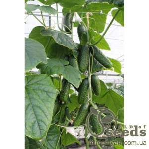 Огурец Артист F1 250 семян. (Bejo)