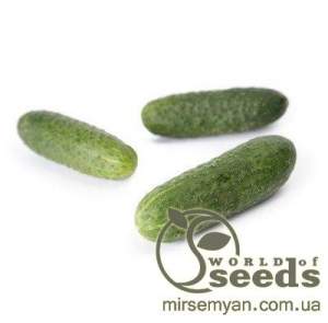 Огурец Кибрия F1 250 семян. (Rijk Zwaan)