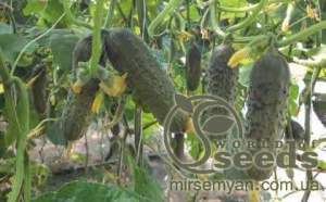 Огурец Ленара F1 1000 семян. (Rijk Zwaan)