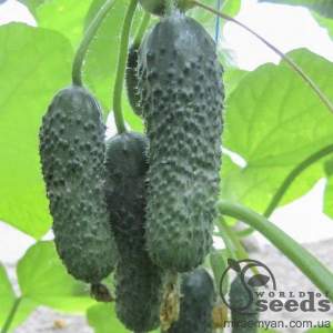 Огурец Анзор F1 1000 семян. (Bejo)
