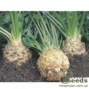 Сельдерей Илона (корневая) 10 000 семян. (Bejo)