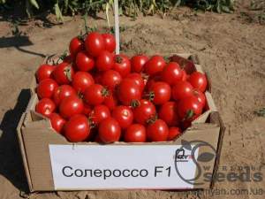Помидоры Солероссо F1 25 000 семян. (Nunhems) Помидоры Солероссо F1 25 000 семян. (Nunhems)