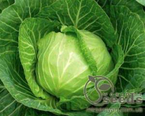 Капуста Риекшн F1 2500 семян. (Bejo)