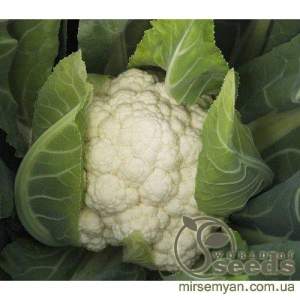 Капуста цветная Фарго F1 2500 семян. (Bejo)