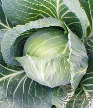 Капуста Трансам F1 2500 семян. (Bejo)