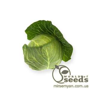 Капуста Силима F1 1000 семян.  (Rijk Zwaan)