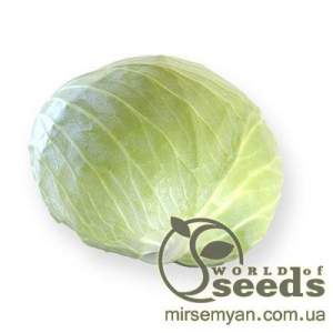 Капуста Септима (калибр) F1 1000 семян. (Rijk Zwaan)