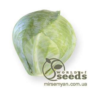 Капуста Сторема (калибр) F1 1000 семян. (Rijk Zwaan)