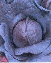 Капуста Родимая F1 1000 семян. (Rijk Zwaan)