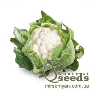 Капуста цветная Сантамария F1 1000 семян. (Rijk Zwaan)