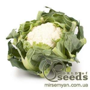Капуста цветная Каспер F1 2500 семян. (Rijk Zwaan)