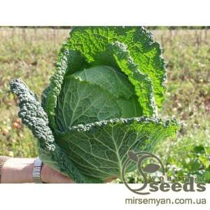 Капуста савойская Мелисса F1 2500 семян. (Bejo)