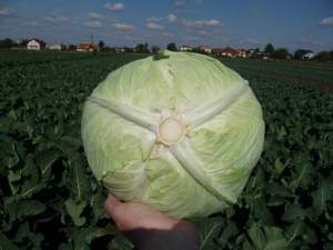 Капуста Мензания F1 2500 семян. (Seminis)