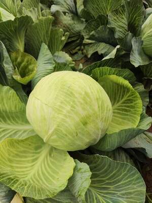 Капуста Новел/ Nobel F1  2500 семян. (Syngenta)