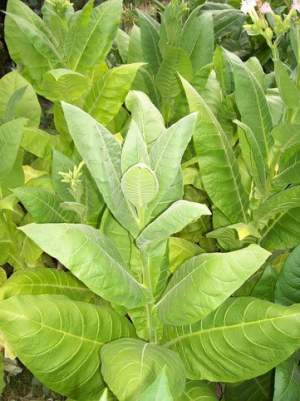 Табак Герцеговина Флор 1г! Табак Герцеговина Флор 1г!