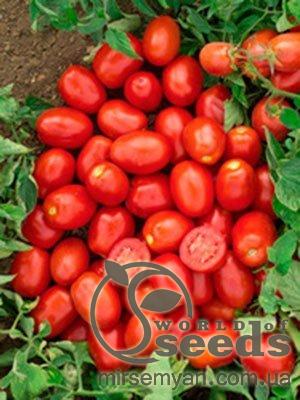 Помидоры Кендрас F1 25 000 семян.  (Nunhems)