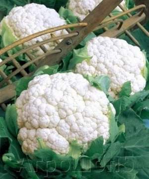 Капуста цветная Абене F1 2500 семян. (Seminis)