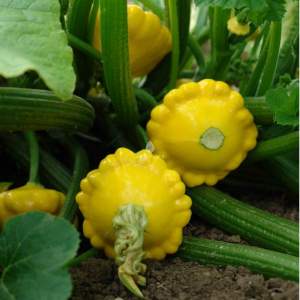 Патисон Санни Делайт 100 cемян. (Seminis)