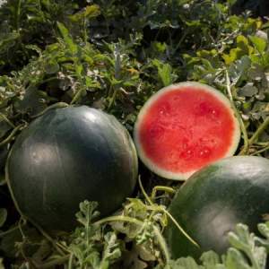 Арбуз Титания F1 100 семян. (Rijk Zwaan) Арбуз Титания F1 100 семян. (Rijk Zwaan)