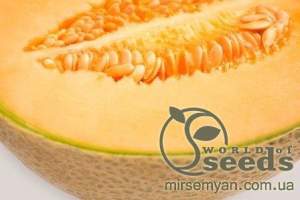 Дыня Карибиан Кинг F1 100 семян. (Rijk Zwaan) Дыня Карибиан Кинг F1 100 семян. (Rijk Zwaan)