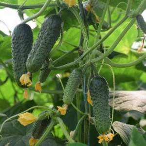 Огурец Кантара F1 1000 семян. (Rijk Zwaan) Огурец Кантара F1 1000 семян. (Rijk Zwaan)