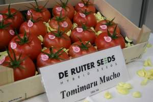 Томат Томимару Мучо F1 1000 семян. (De Ruiter Seeds)