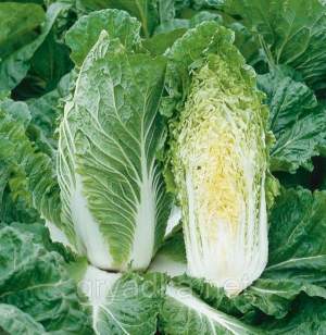 Капуста Ориент Стар F1 2500 семян. (Takii Seeds)