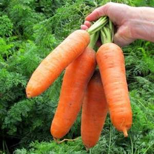 Морковь Проминенс F1 100 000 семян. (Takii Seeds) Морковь Проминенс F1 100 000 семян. (Takii Seeds)