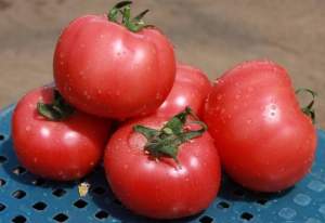 Розовоплодный томат ТЕТМ 010 F1 250 семян. (Takii Seeds) Розовоплодный томат ТЕТМ 010 F1 250 семян. (Takii Seeds)