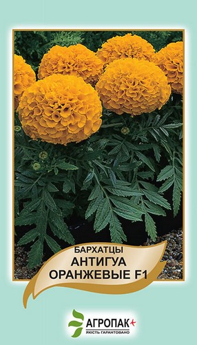 Бархатцы Антигуа, оранжевые 10н А Бархатцы Антигуа, оранжевые 10н А