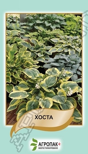 Хоста, смесь – 0,1 грамм
