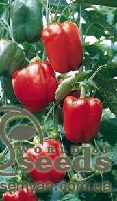 Перец 