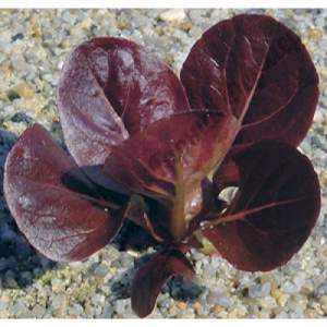 Салат Мунред 5000 семян. (Enza Zaden)