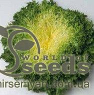 Салат Парманс 5000 семян. (Enza Zaden)