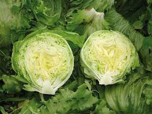 Салат Энсамбл 5000 семян. (Enza Zaden)