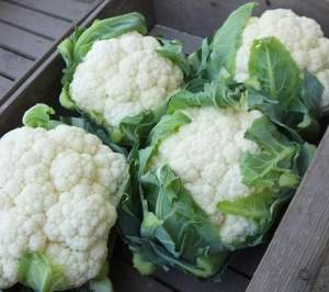 Капуста цветная Новария F1 2500 семян. (Enza Zaden)