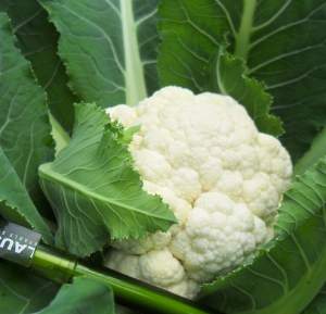 Капуста цветная Майбах F1 2500 семян. (Clause) Капуста цветная Майбах F1 2500 семян. (Clause)