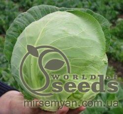 Капуста Болбро F1 2500 семян. (Hazera)