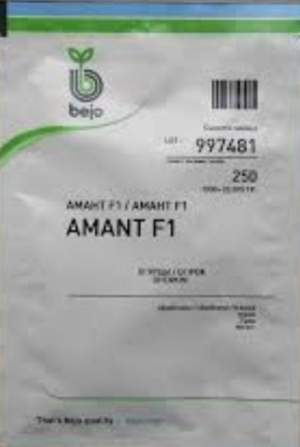 Огурец Амант F1 250 семян. (Bejo) Огурец Амант F1 250 семян. (Bejo)
