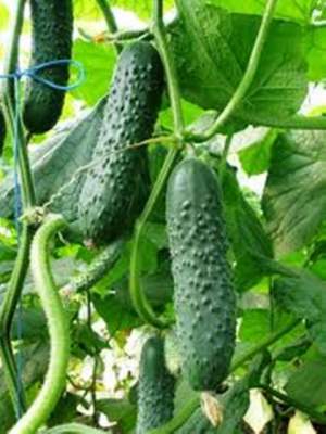Огурец Спино F1 10 семян. А