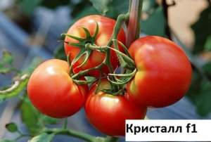 Томат Кристалл F1 1 гр. (Clause) Томат Кристалл F1 1 гр. (Clause)