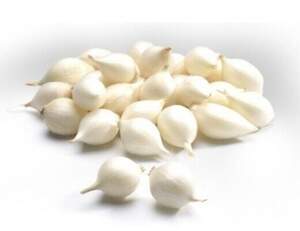 Лук севок озимый Гледстоун / Gladctone 10 кг Netherlands