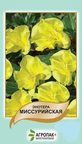 Энотера миссурийская желтая 0,1г А Энотера миссурийская желтая 0,1г А