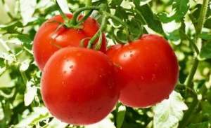 Помидоры Яна 1000 семян. Наско