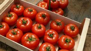 Помидоры Клад F1 1000 семян. (Lark Seeds) Помидоры Клад F1 1000 семян. (Lark Seeds)