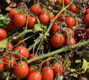 Помидоры 2206 F1 500 семян. (Lark Seeds) Помидоры 2206 F1 500 семян. (Lark Seeds)